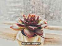 东莞市复鼎织造实业有限公司